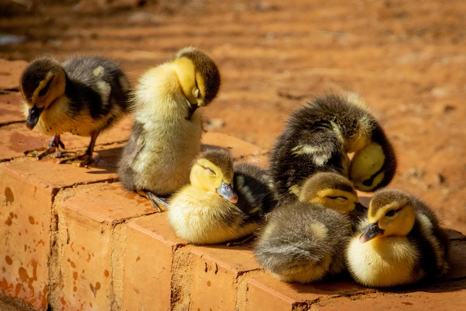 Farm & Large-Animal Vets near Dagenham