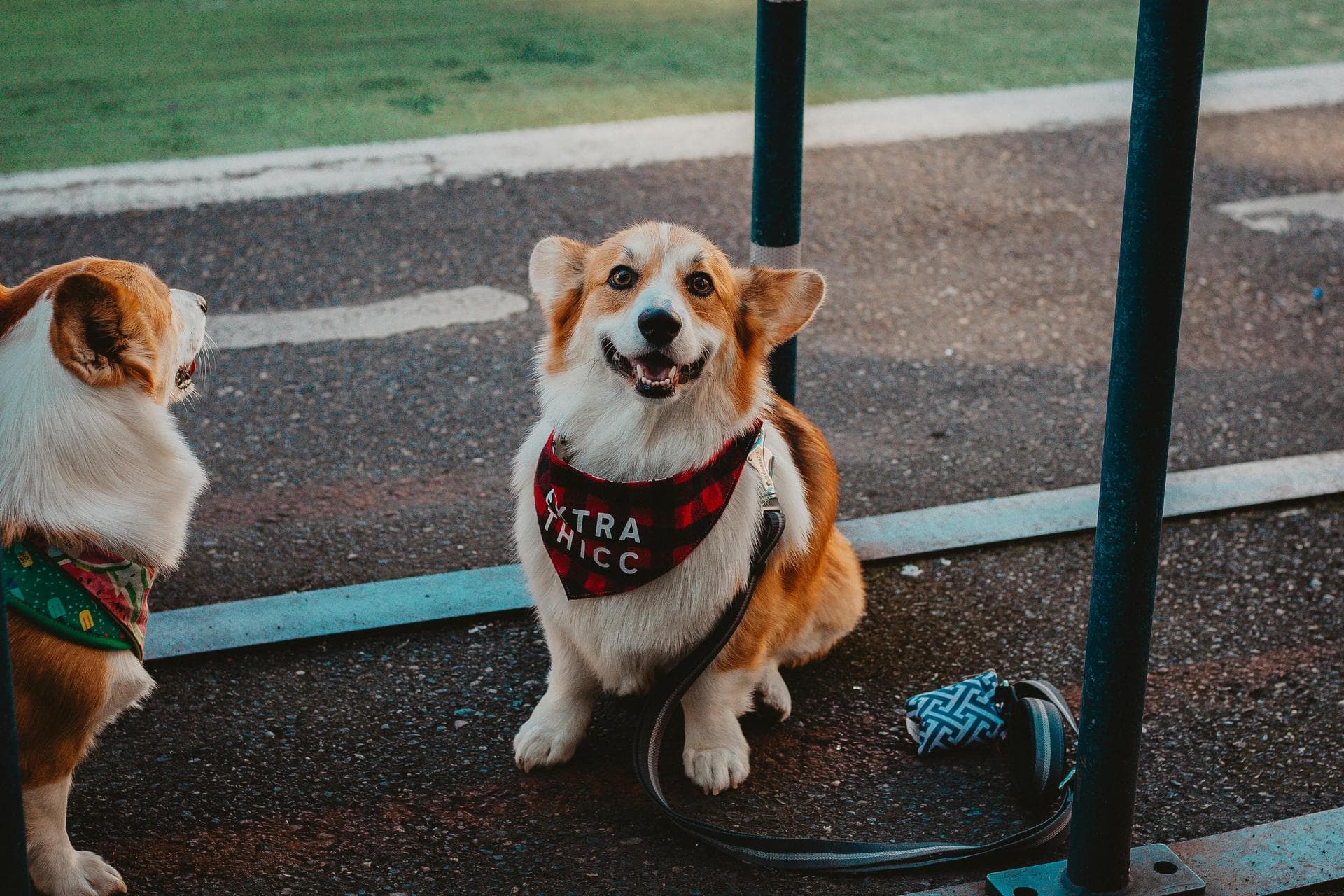Emergency Vets in Dagenham