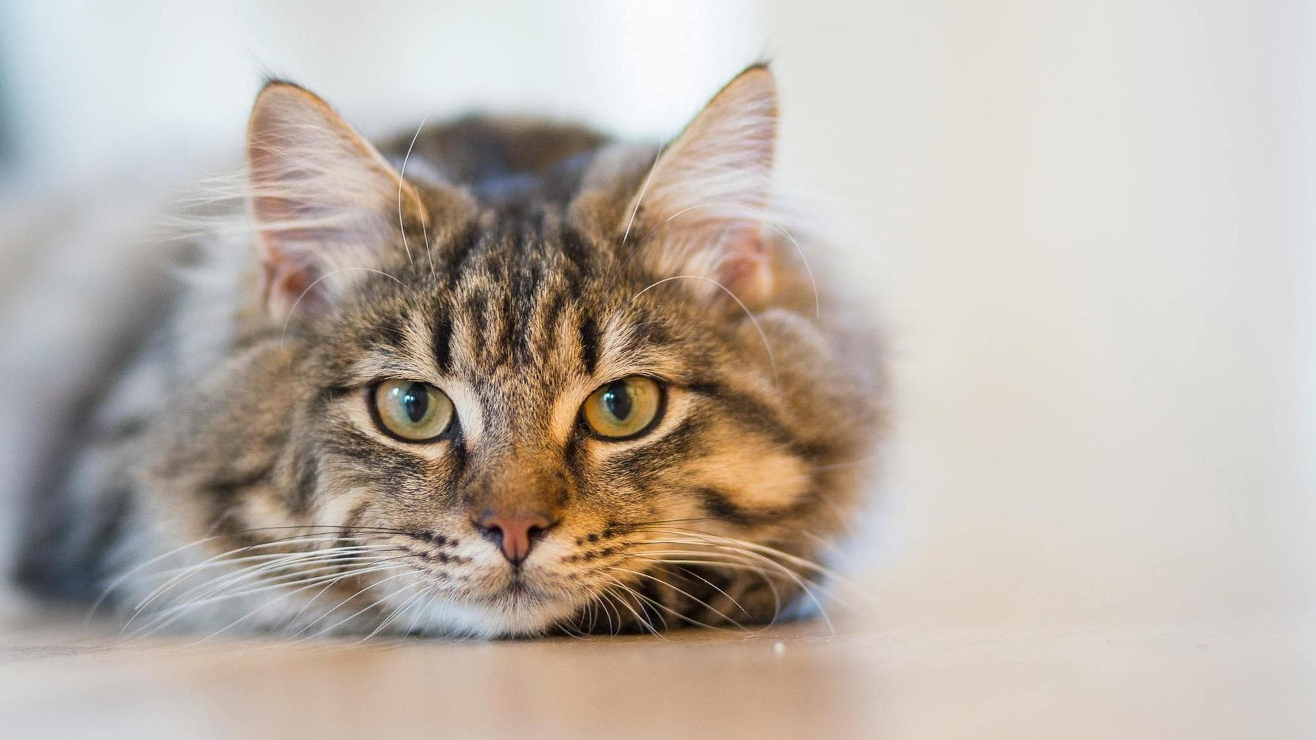 Cat Spay Castrate Neutering Prices in Dagenham